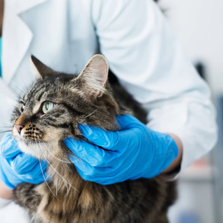 Veterinarian examining a pet