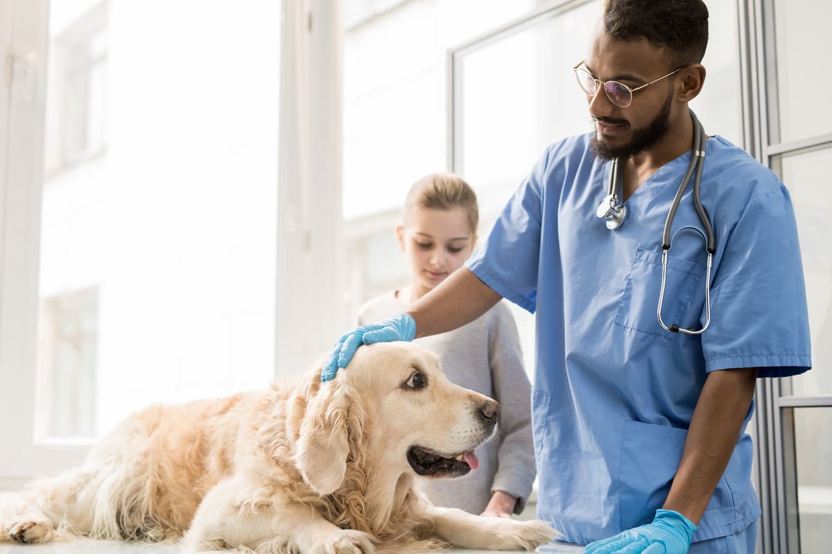 Veterinarian with a pet